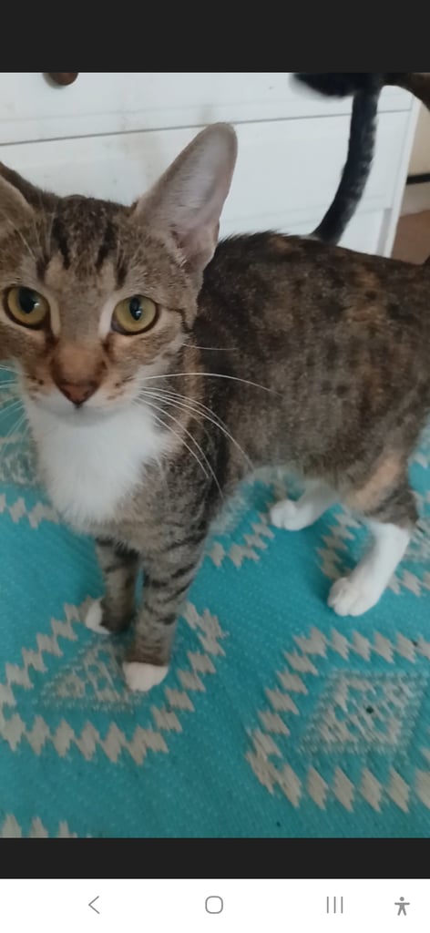 2 female  cats looking for rehoming 