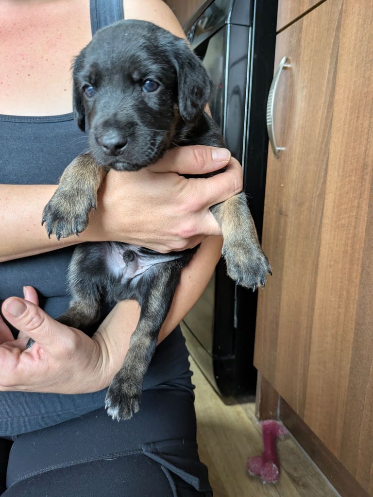 8 Springer, jack X staffy,whippet,saluki,bull greyhound puppies 