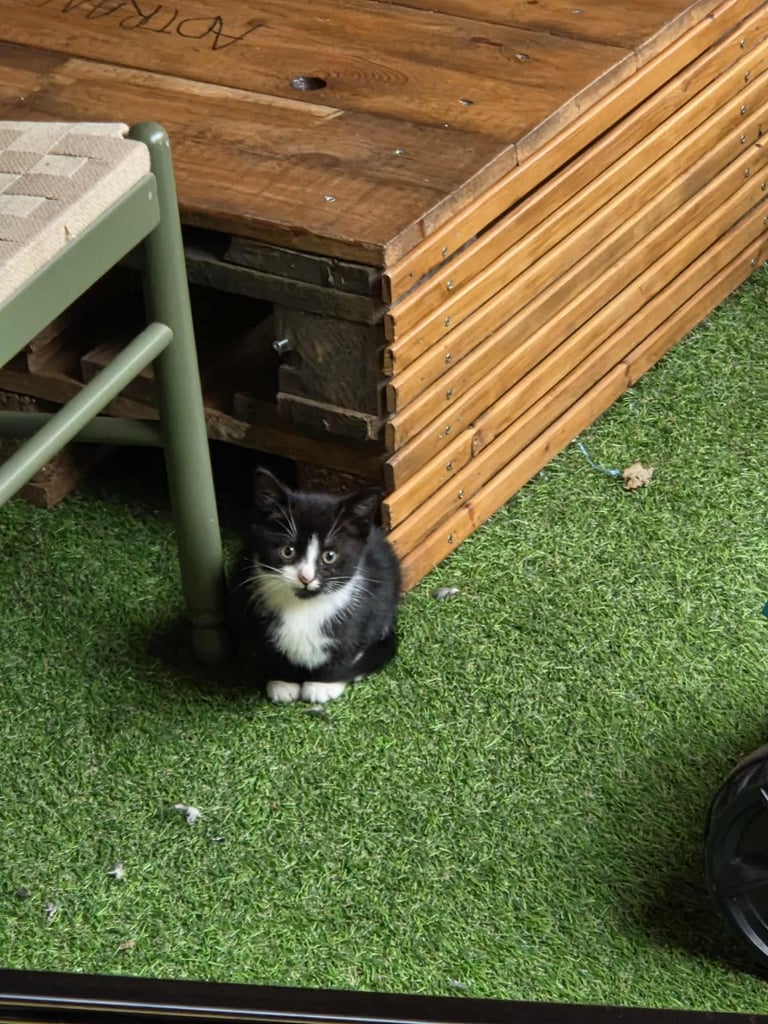 Cats for sale
