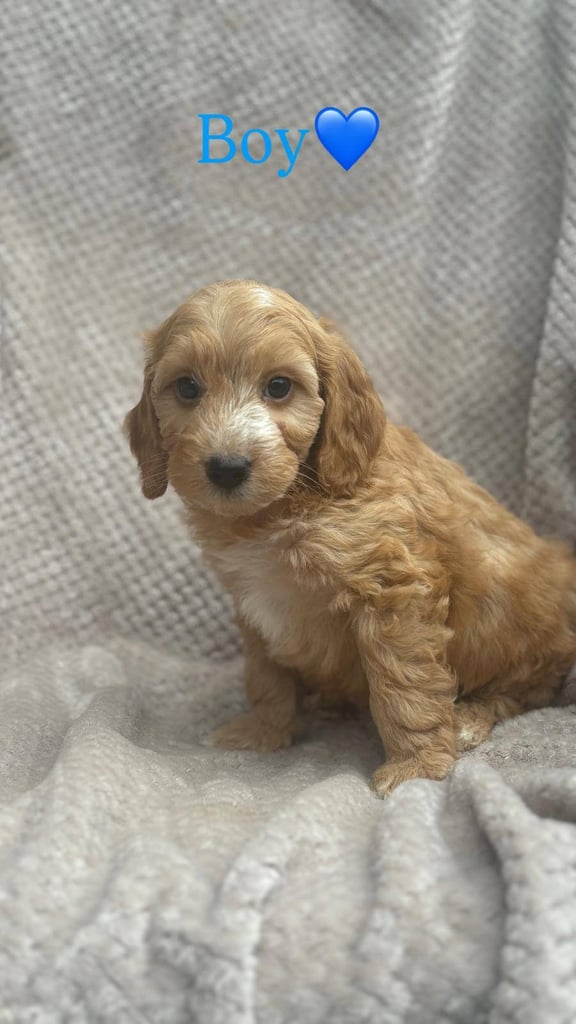 toy cockapoo