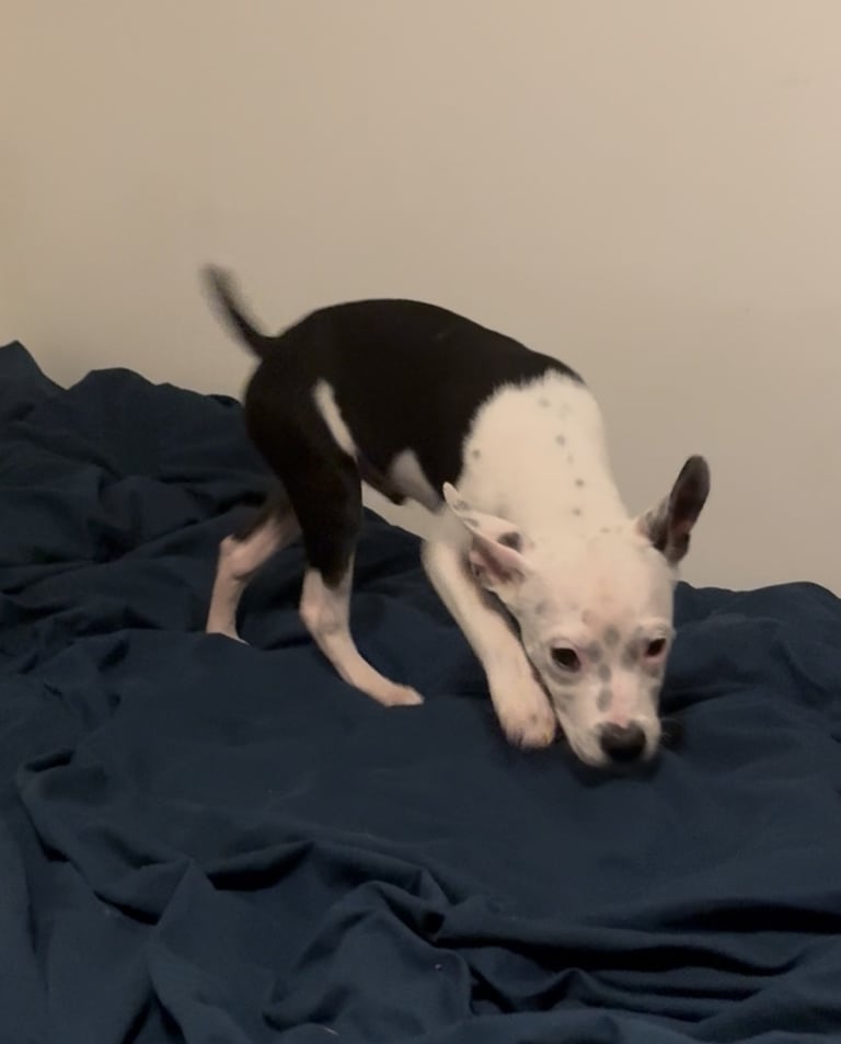 Staffordshire Bull Terrier Male Puppy