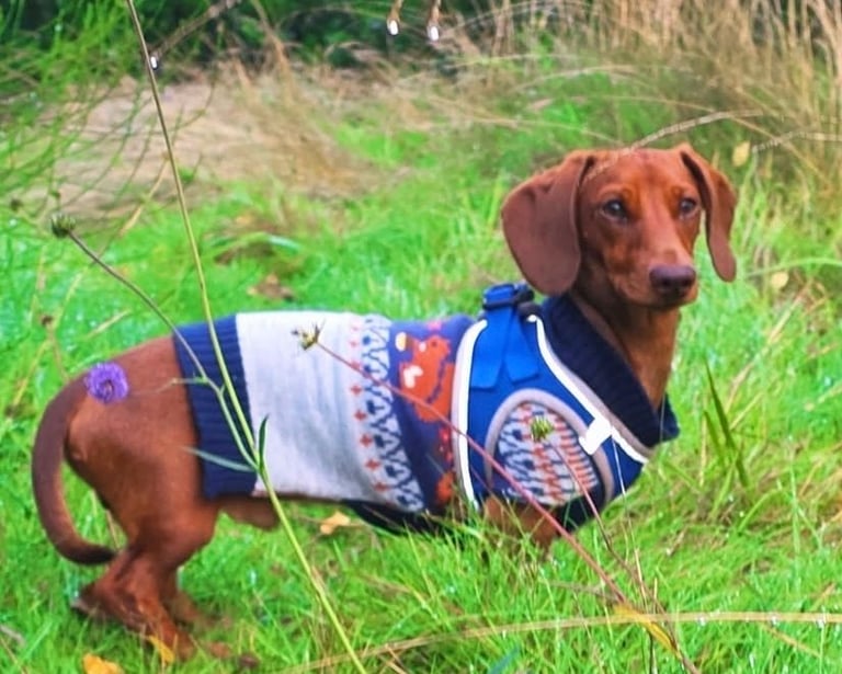 MINITURE DACHSHUND PUPPIES 
