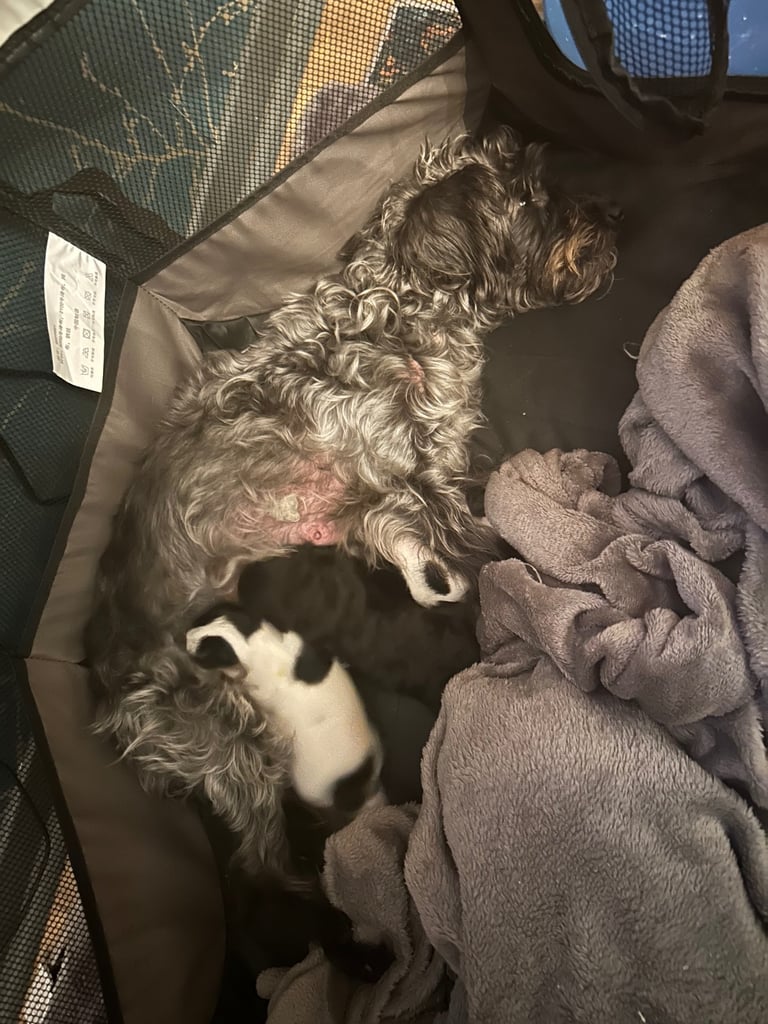 Beautiful Jackapoo Puppies 