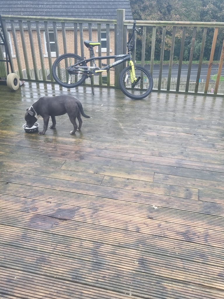 Staffordshire bull terrier kc 