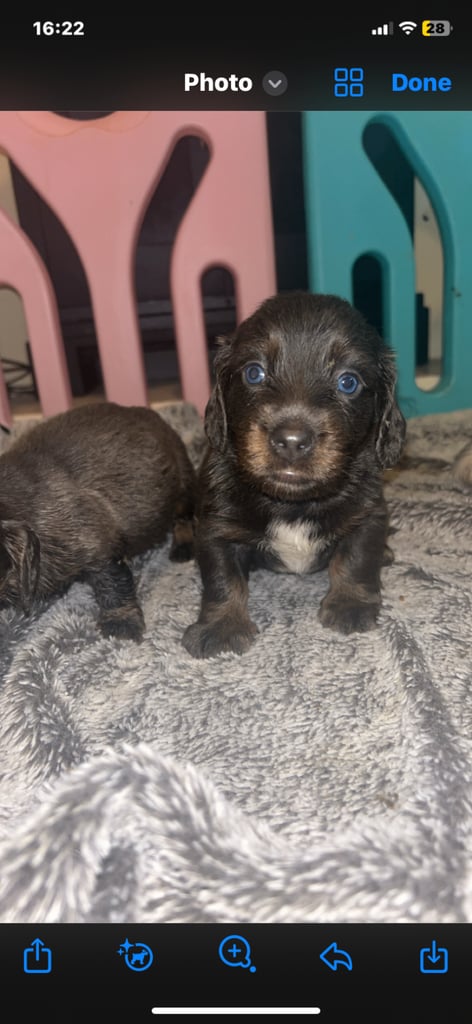 Dachshund puppies for sale 