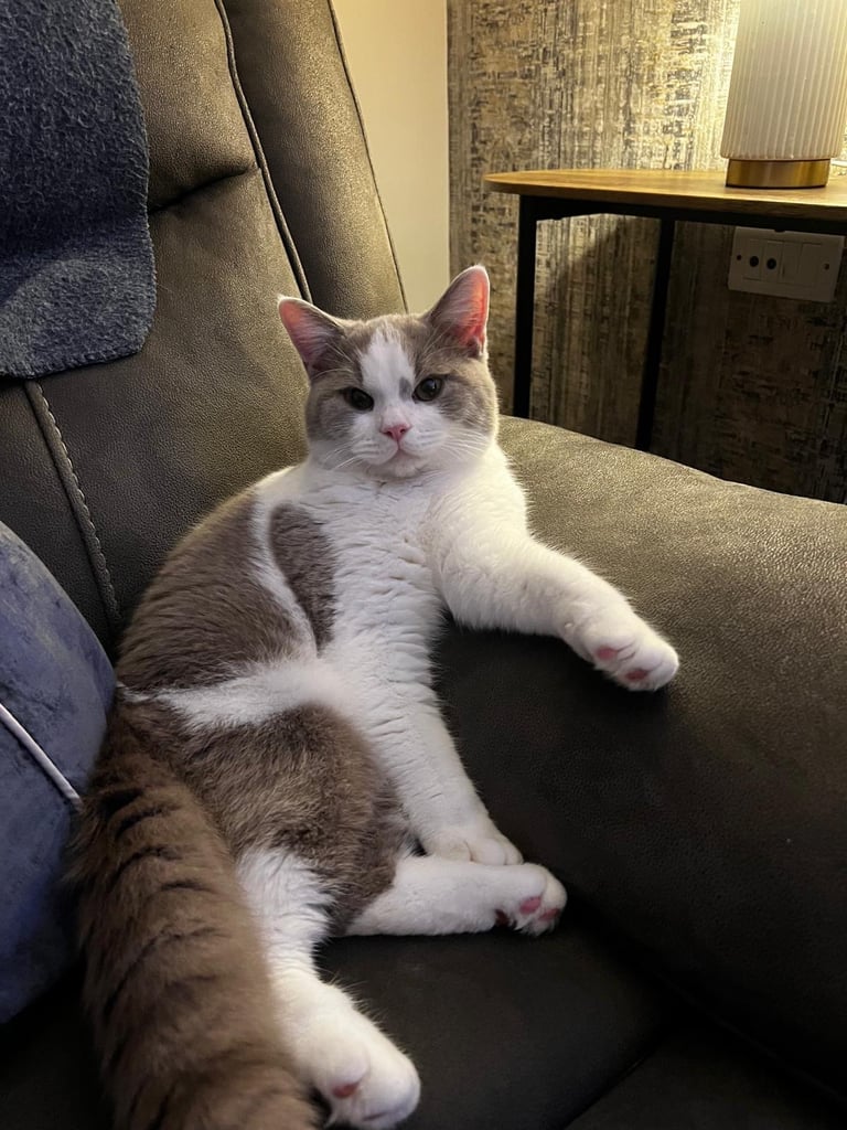🐾 Beautiful British Shorthair Boy – 9 Months Old (Sad Sale) 🐾