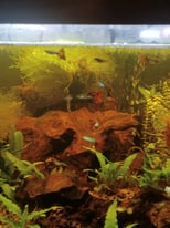 guppies for sale