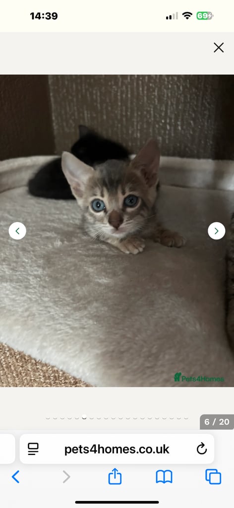 STUNNING BENGAL KITTENS READY NOW 