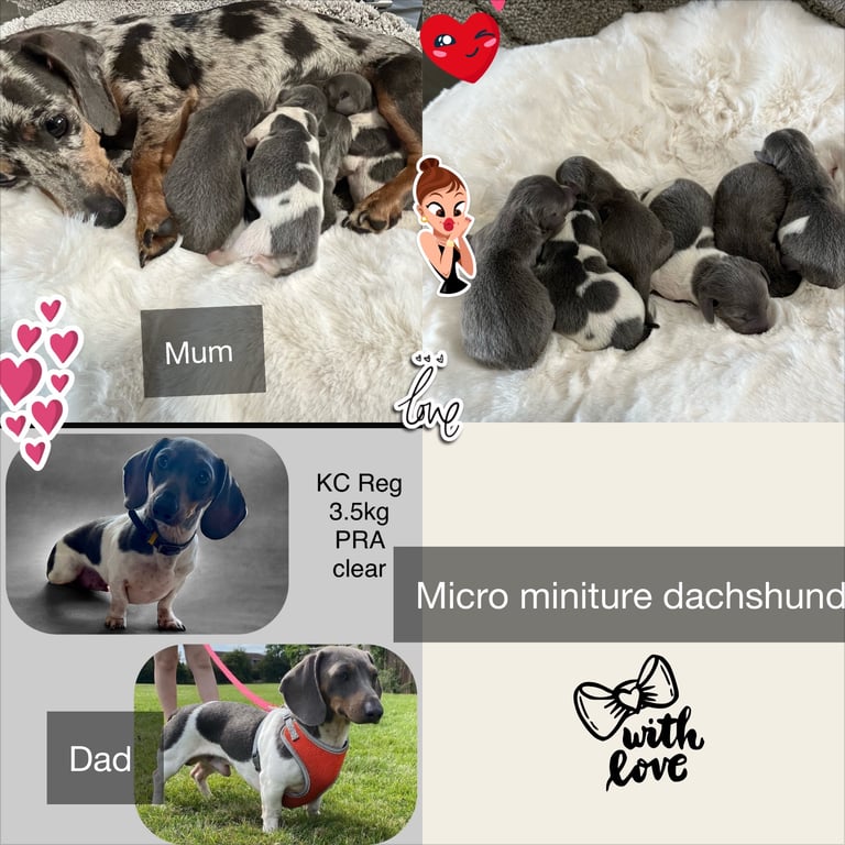  Based in crook county durhamMicro mini dachshunds 