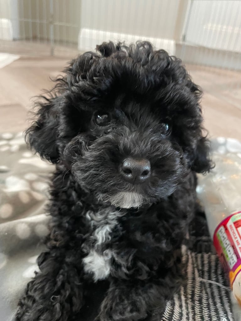 Puppy Poodle toy cross FEMALE