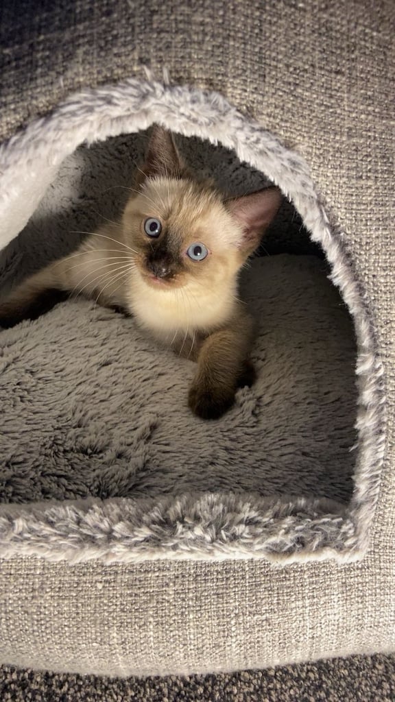 Cute Siamese Kitten Awaiting Its Forever Home 🏡 
