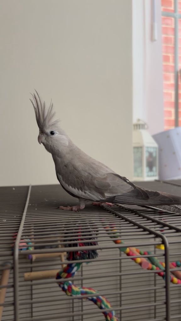 image for Female cockatiel sale