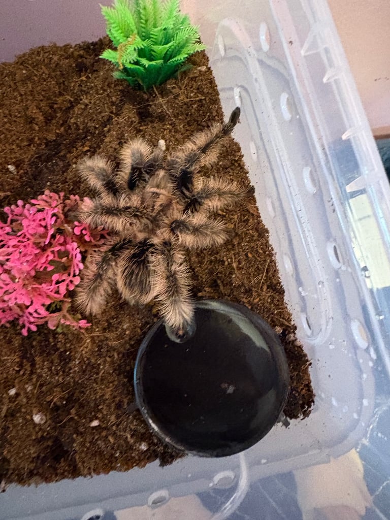 image for Spiders for sale