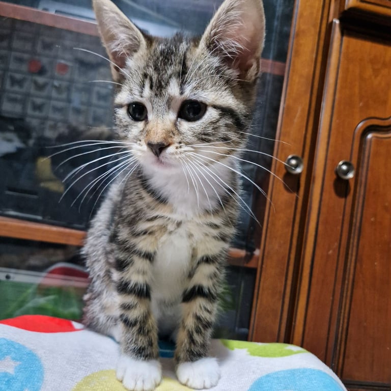 12 week kittens. 