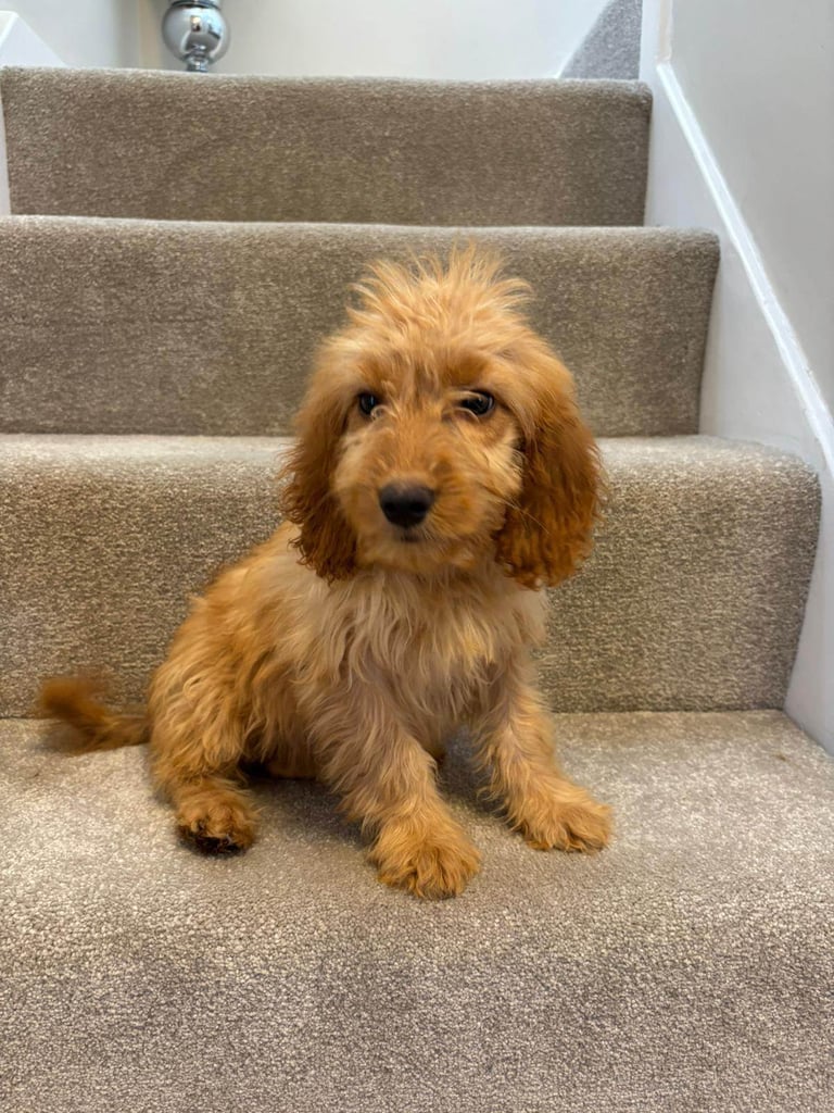 Cockapoo Puppy Cavapoo Gumtree Cavapoo Puppy Gumtree Cavachon