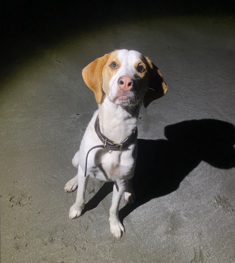 Female Beagle Cross 