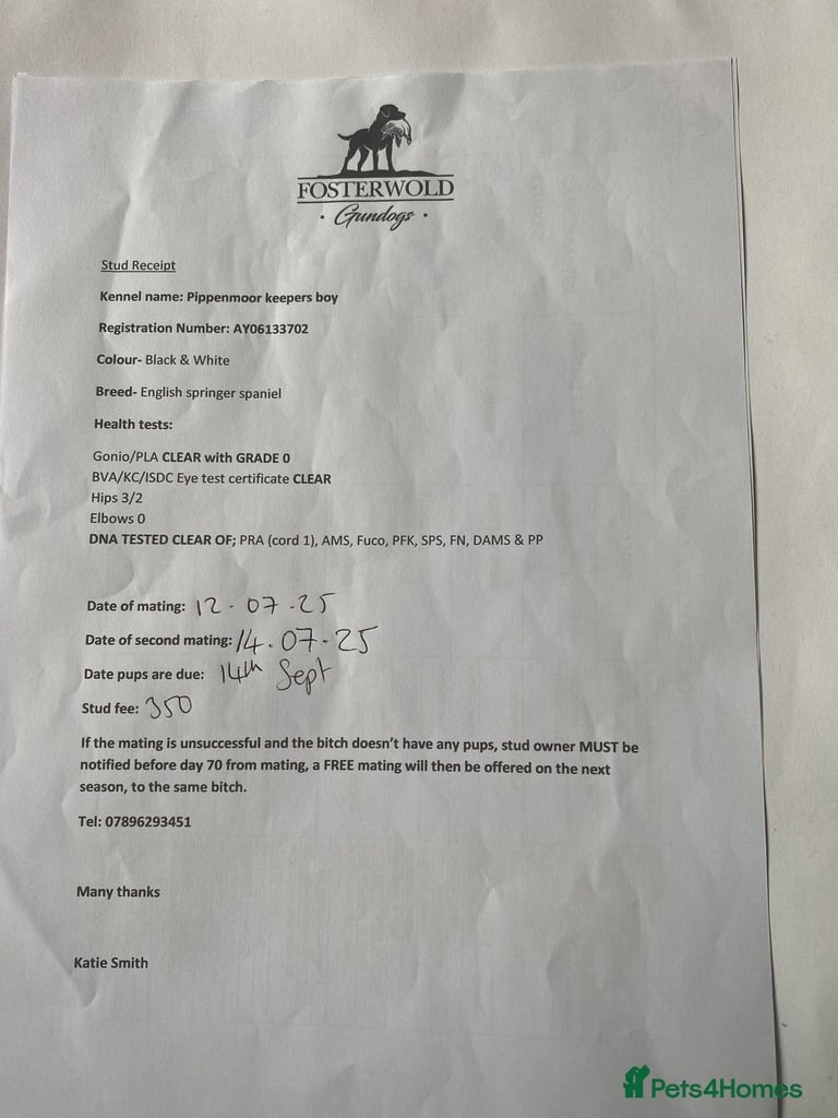 English Springer Spaniels