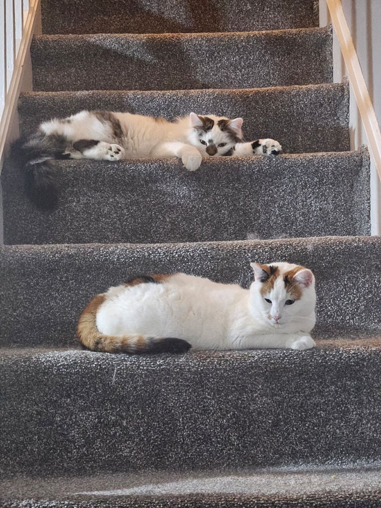 image for 2 adult female cats to a good home!
