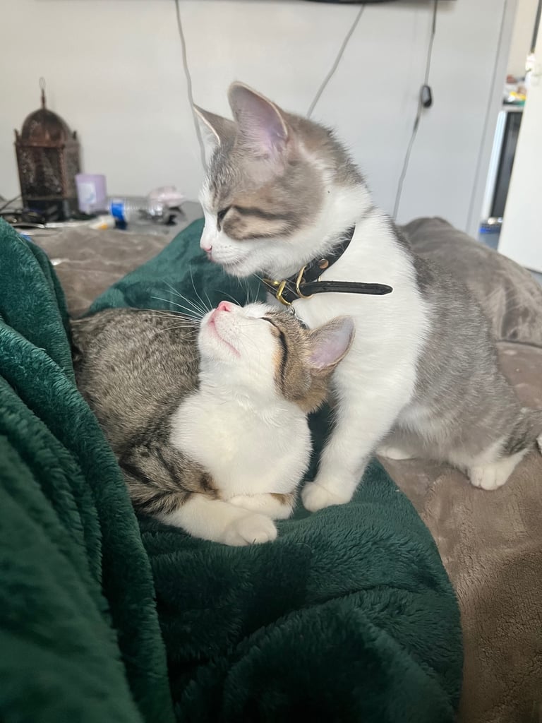 British shorthair mix