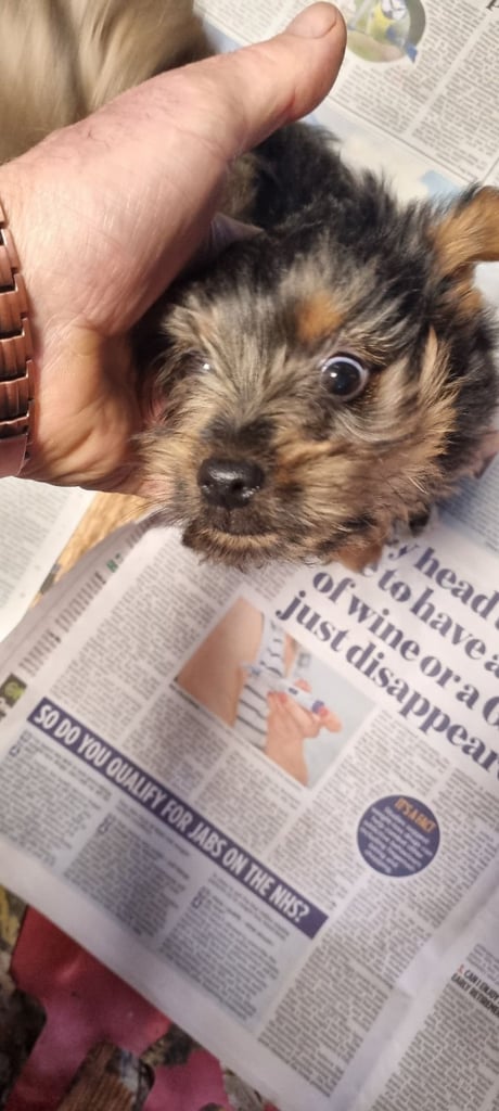 Yorkshire terrier puppy 
