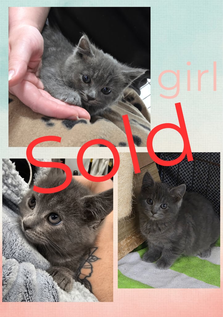 2 beautiful kittens for sale from an outdoor mother 🐈‍⬛️
