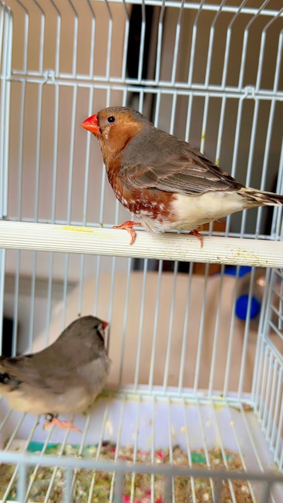 4 PAIRS OF GOOD SIZED ZFS RUNG ZEBRA FINCHES