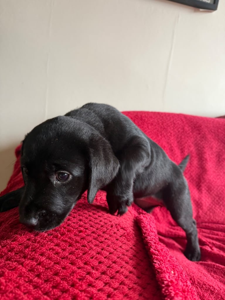 Labrador Pups - 3 black girls 
