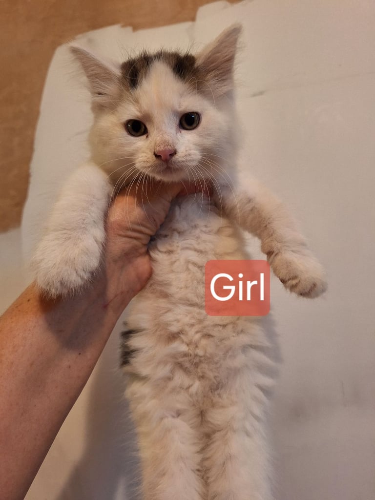  Kittens for sale 