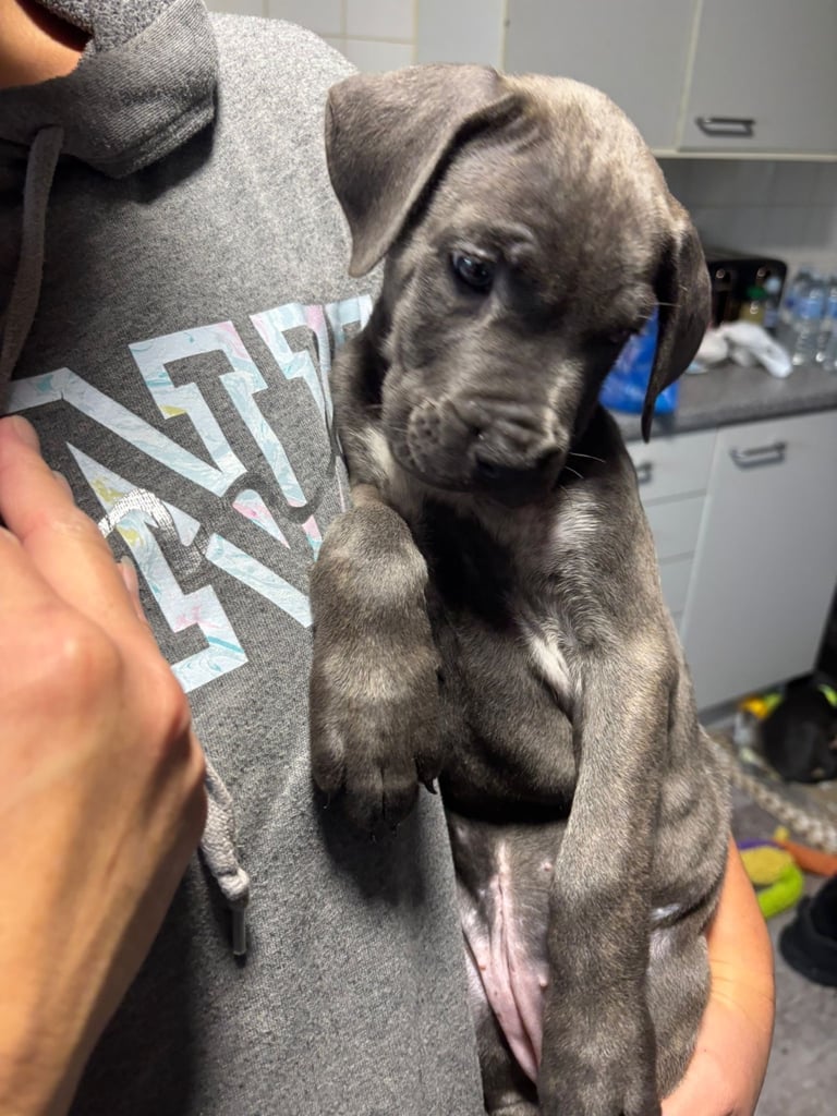 image for Cane corso puppies for sale 