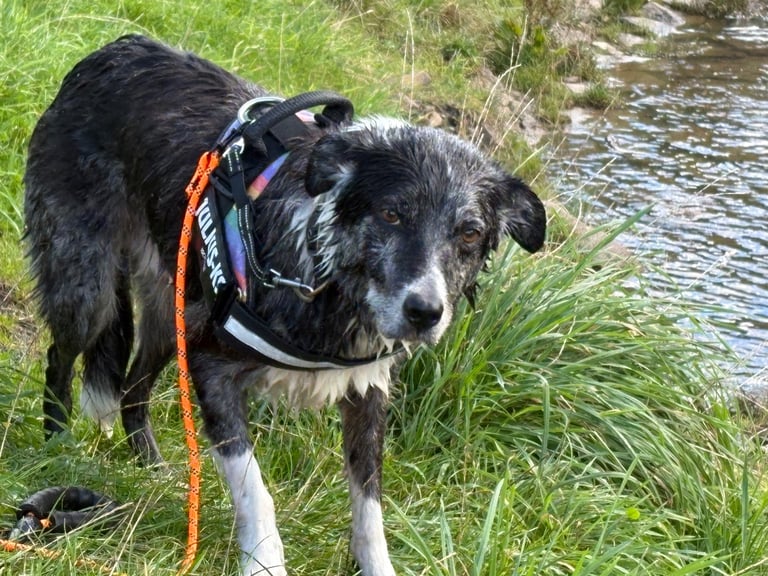Murphy blue merle border collie