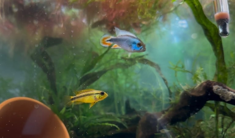 image for Apistogramma agazzis tropical fish