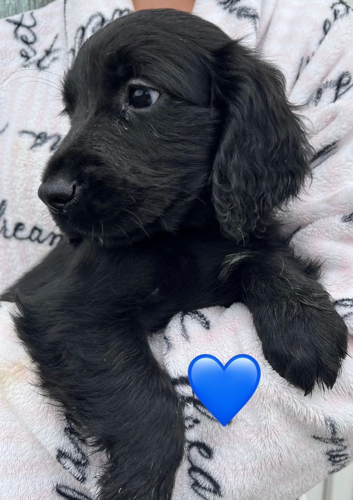 Cocker spaniel pups