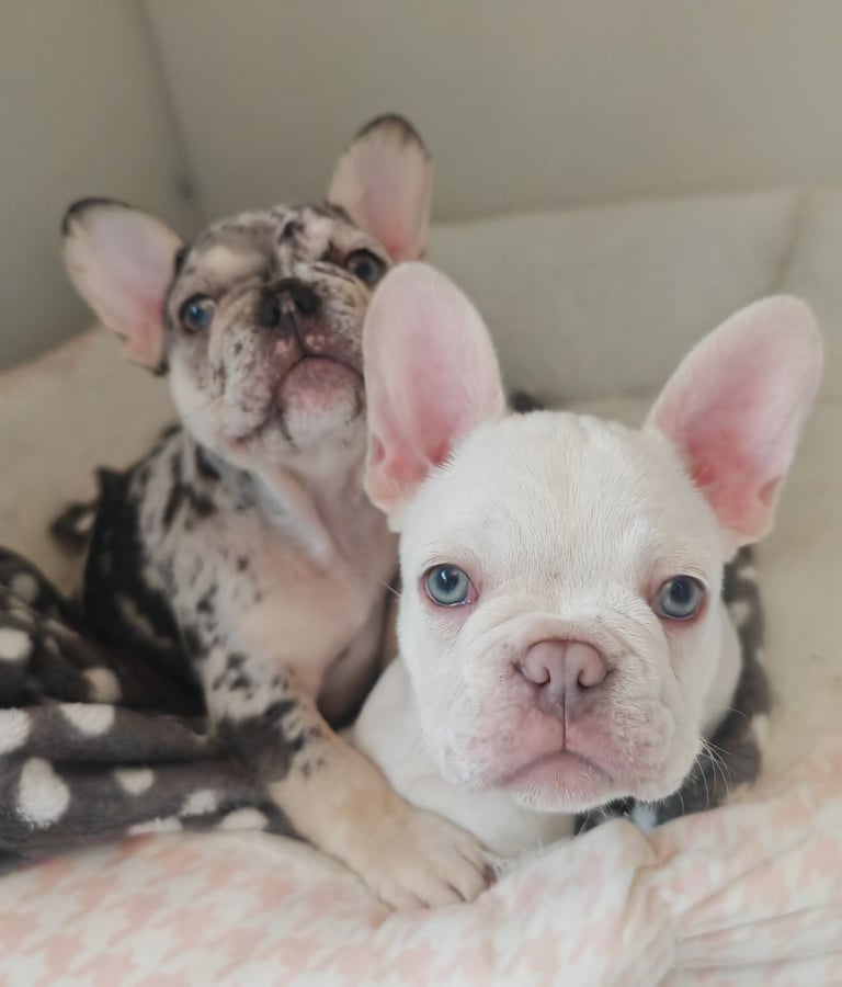 LAST ONE!! PRICE DROP !!PLATINUM MALE Chocolate merle and lilac fluffy carriers french bulldog
