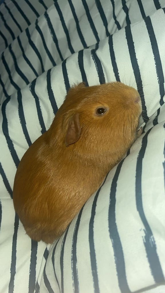 2 male guinea pigs. 