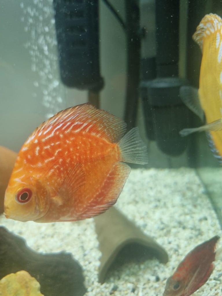 Discus Fish.        