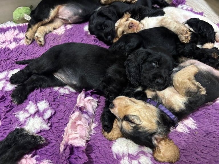 Cocker spaniel puppies only 4 left READY NOW