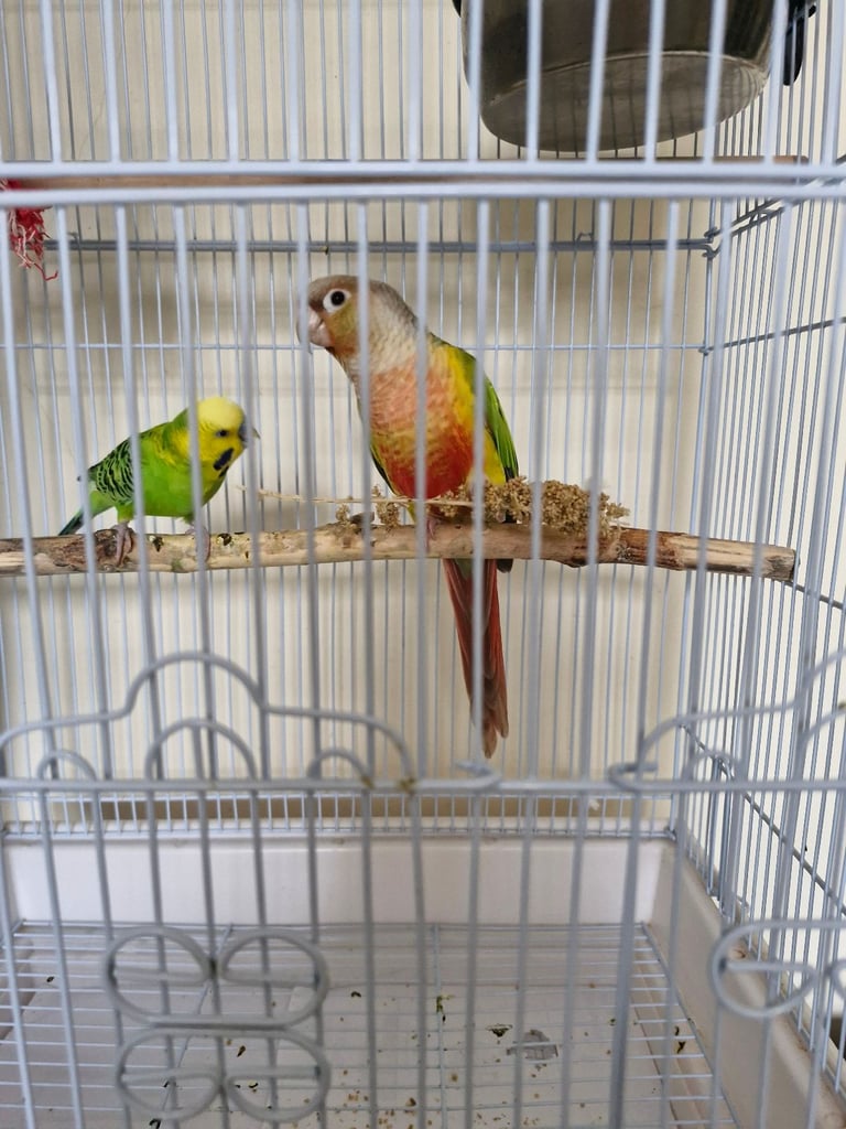 image for Two parrots for sale