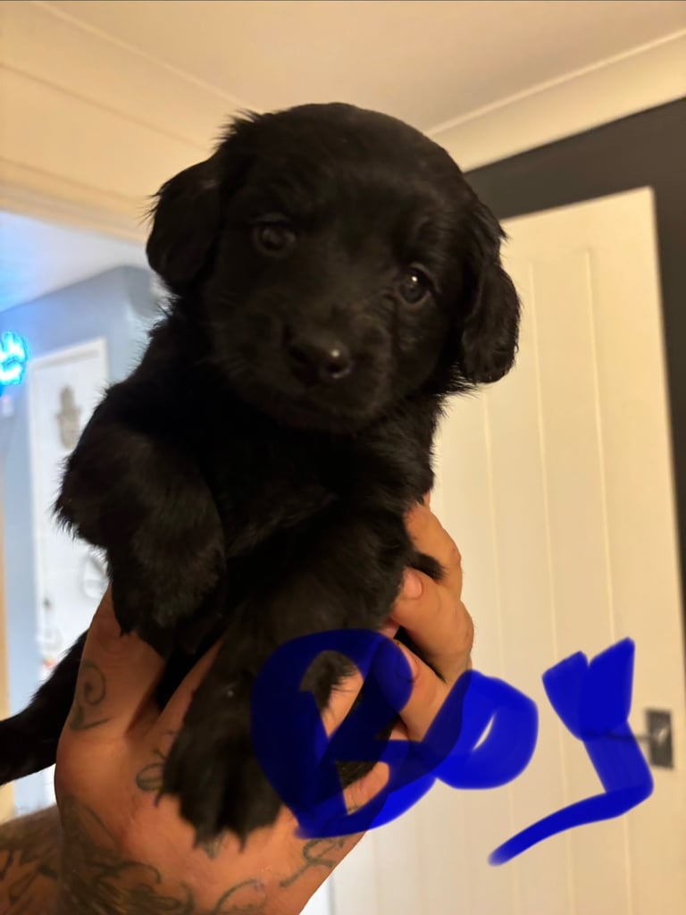 6 beautiful puppies looking for their forever home 