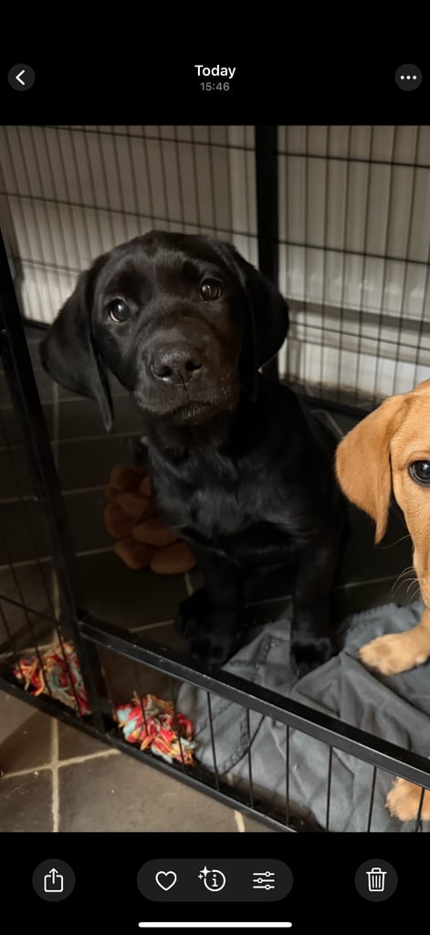 14 weeks old Labrador (show type)