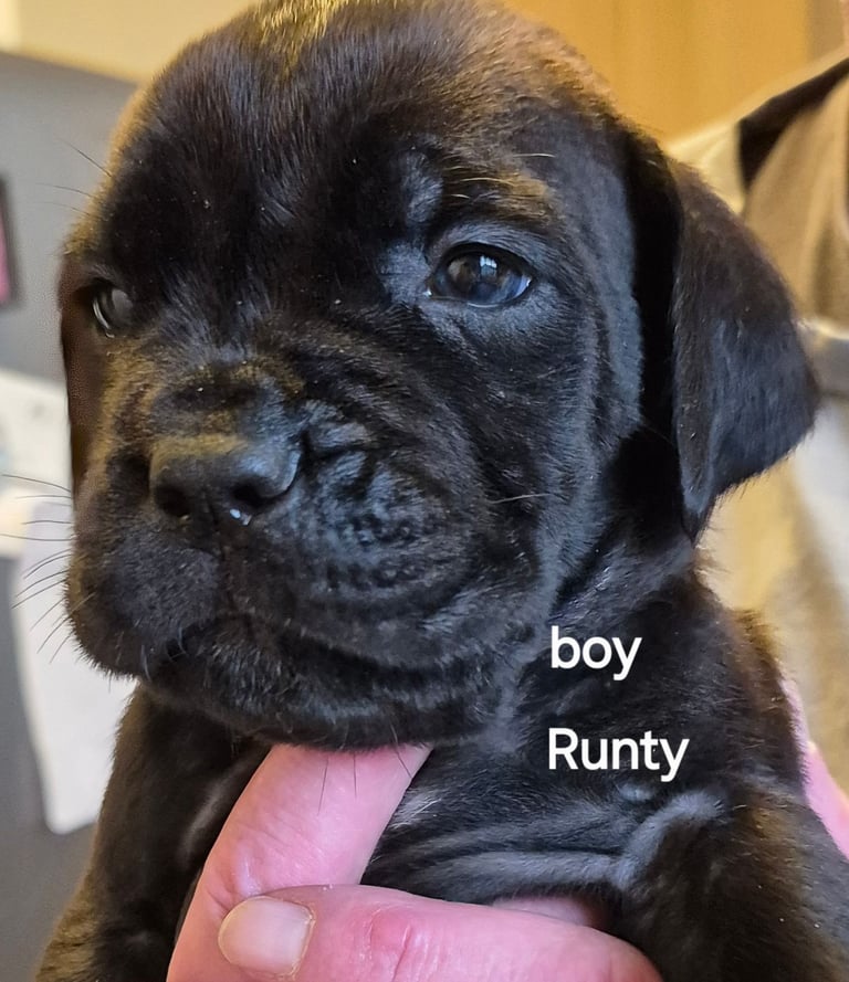 Cane  Corso pups 