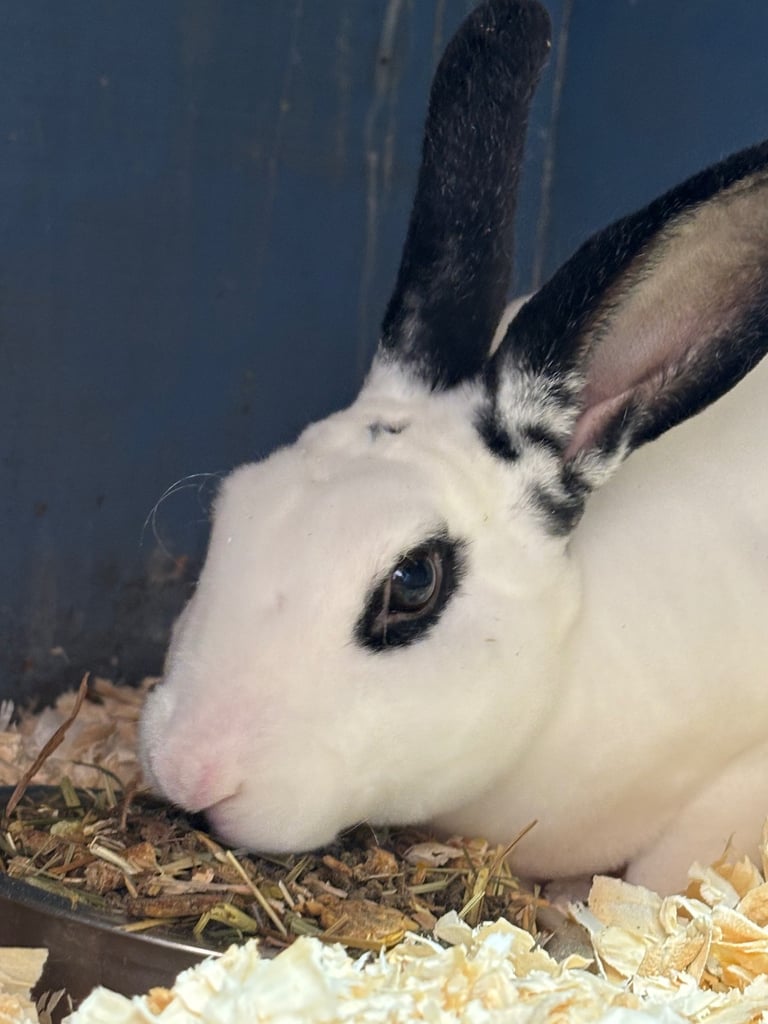 Rex rabbits 
