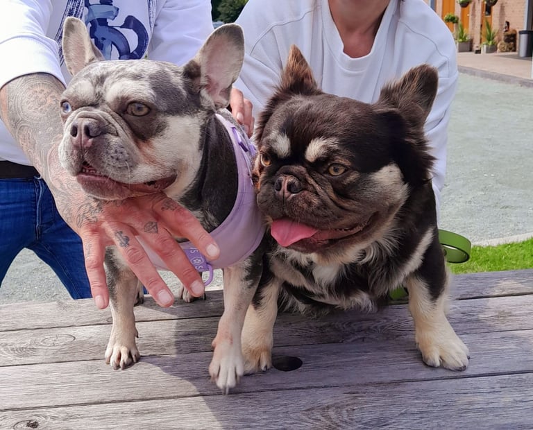 LAST ONE!! PRICE DROP !!PLATINUM MALE Chocolate merle and lilac fluffy carriers french bulldog