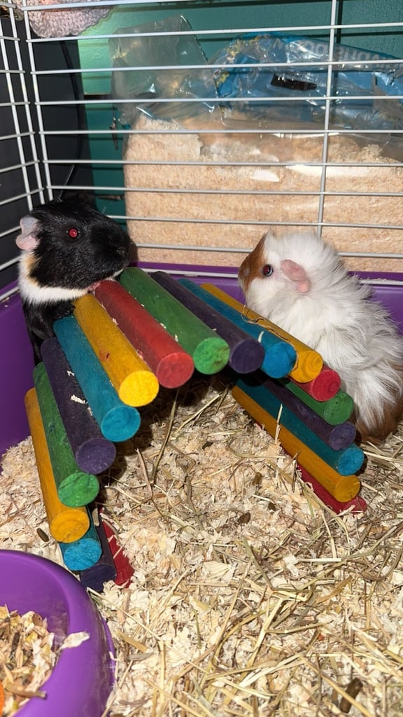 2x male guinea pigs for adoption 