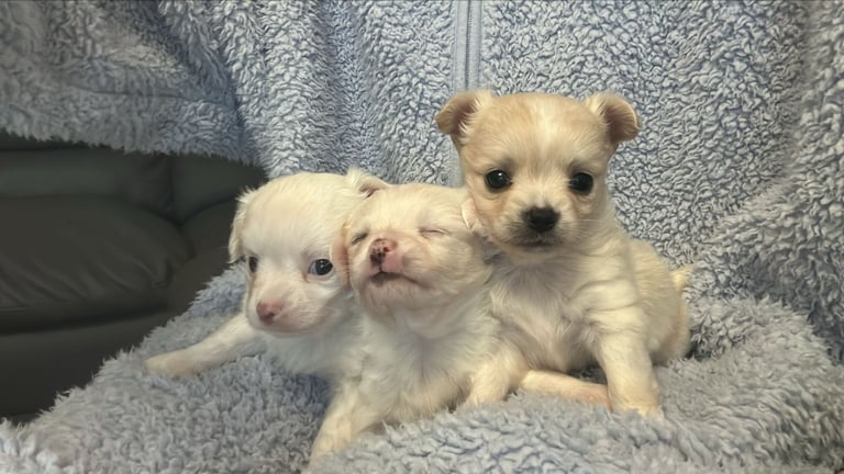Chihuahua long hair puppies 