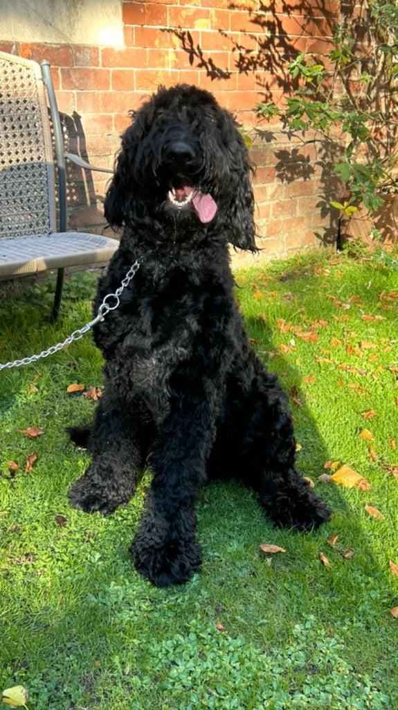 Bruno.Wonderful 1 year old Bermedoodle  Seeks New Bestie