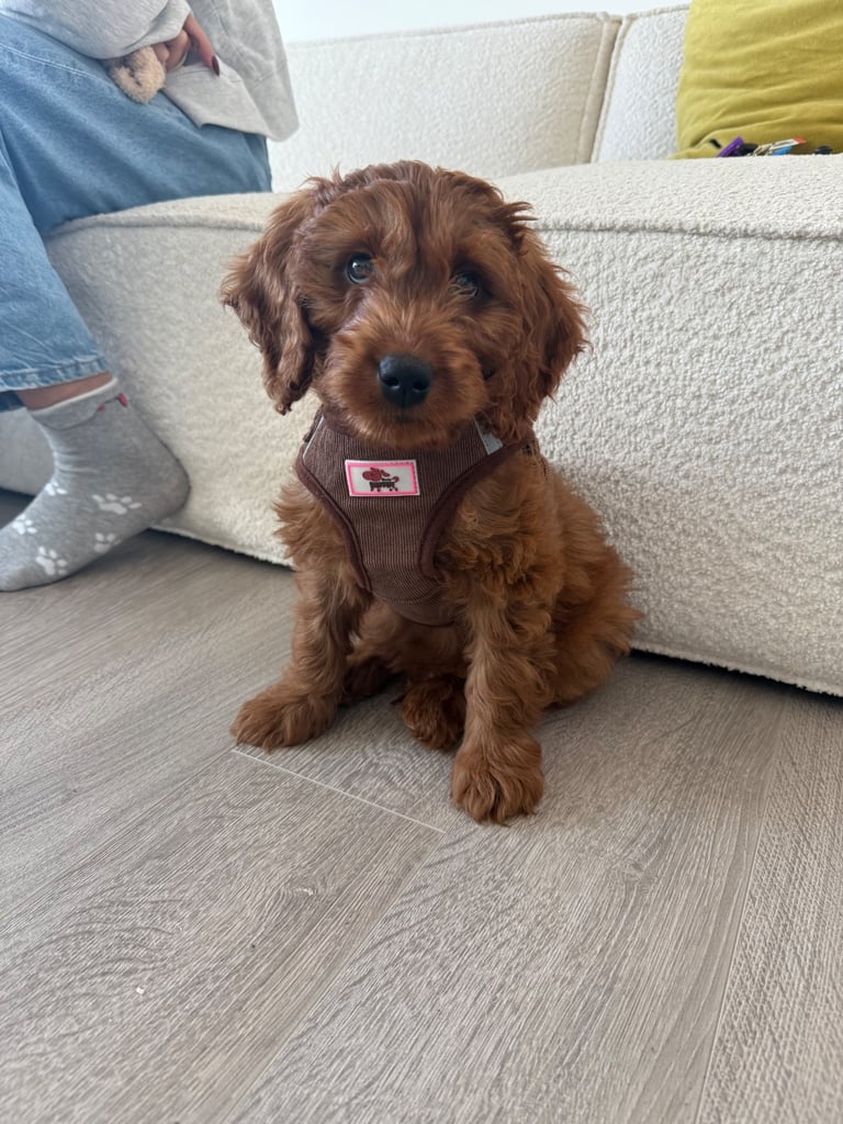 Labradoodle for sale - serious buyers only 
