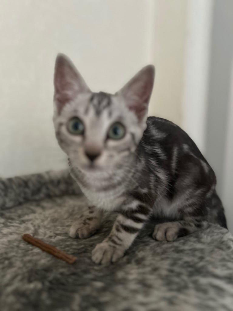image for Gorgeous silver marble bengal female kitten 