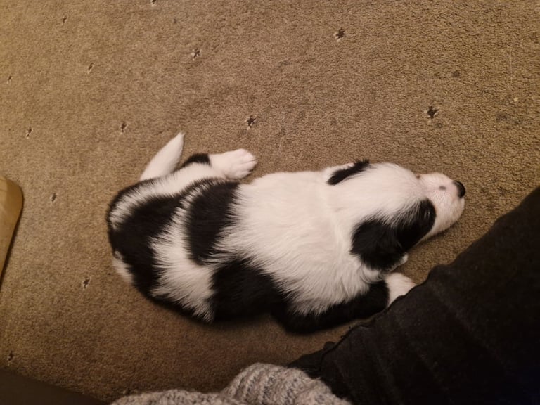 2 x black and white male puppies for sale 