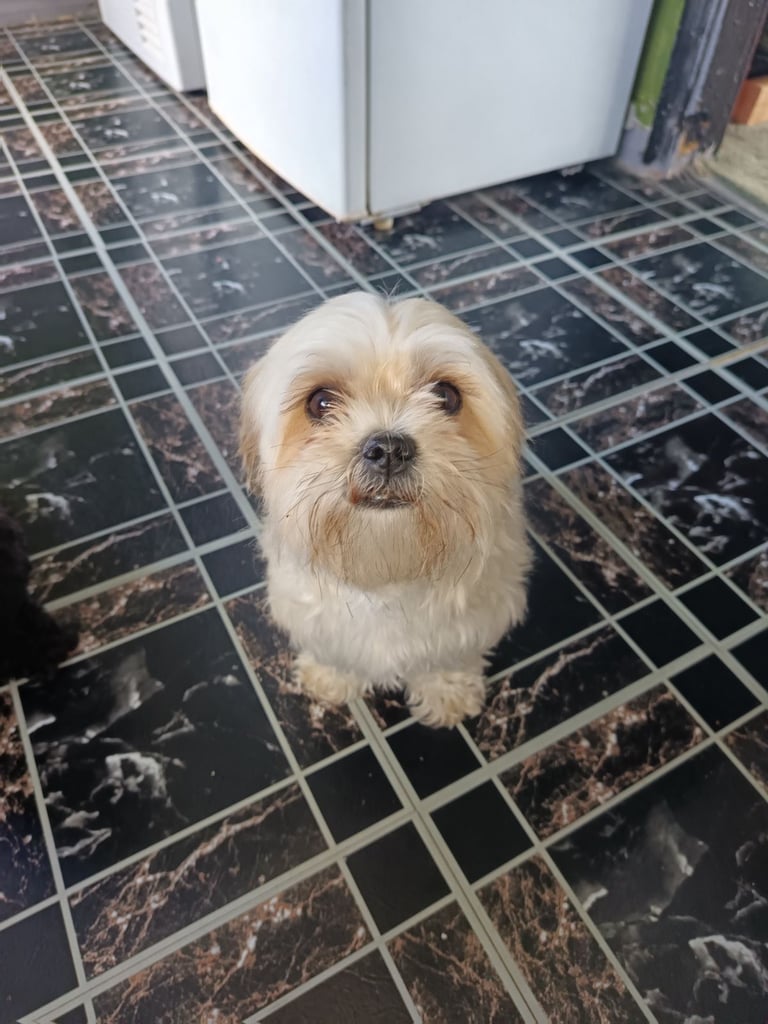 Shih tzu
