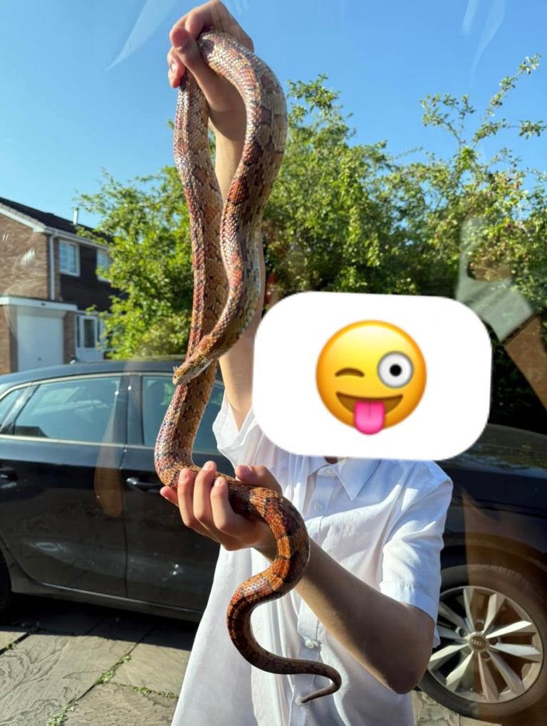 Corn snake with full enclosure and heat lamp 